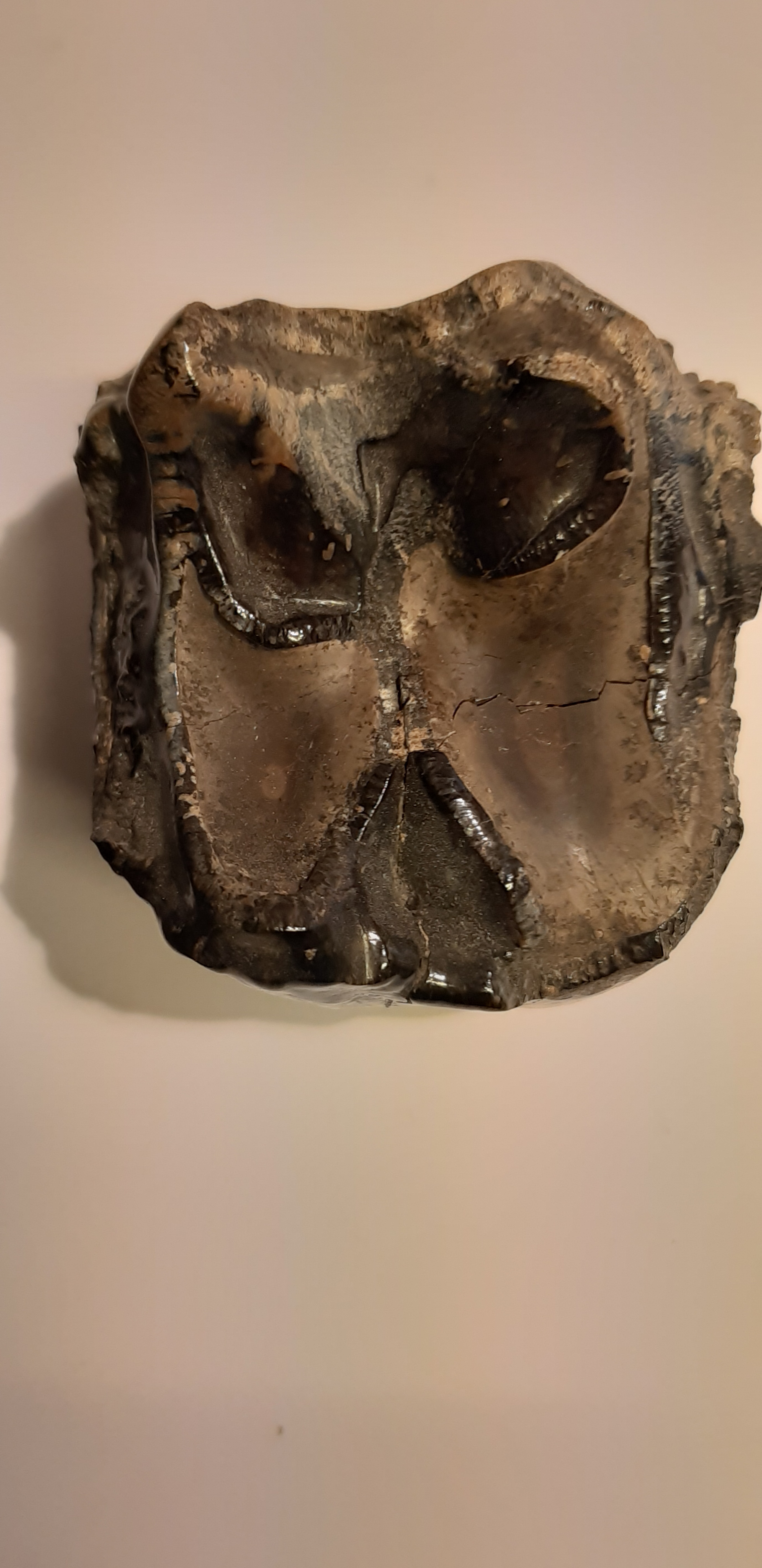 dent de deino 240 3.jpg