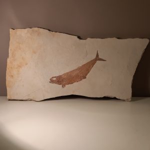 poisson Tharsis dubius solhnofen  1.jpg