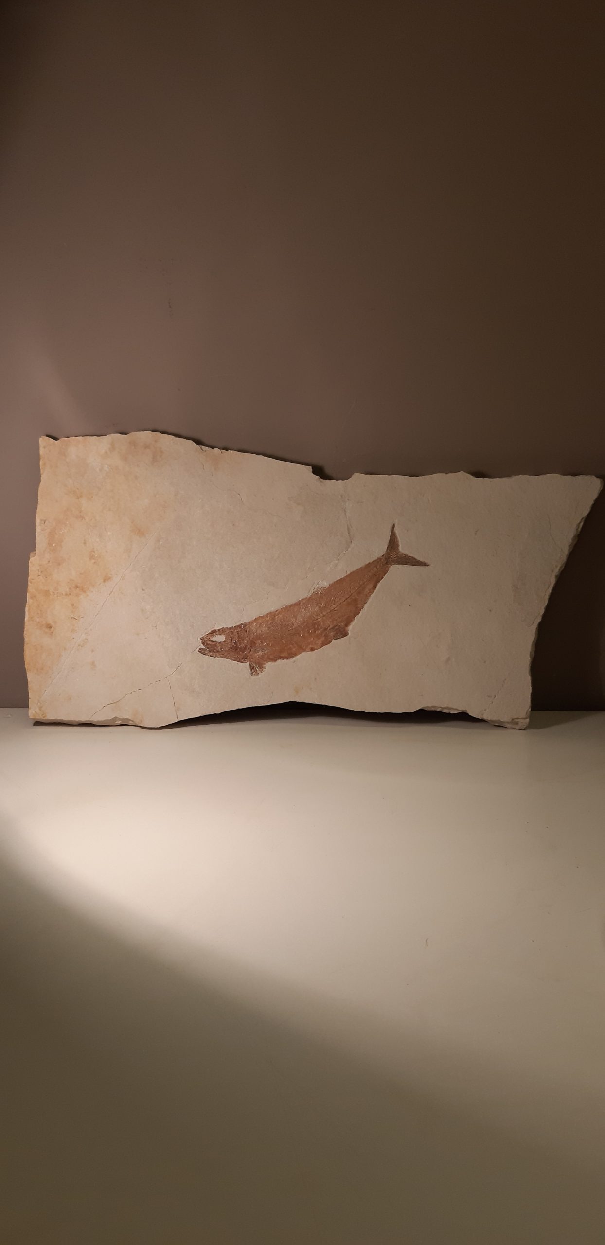 poisson Tharsis dubius solhnofen  1.jpg