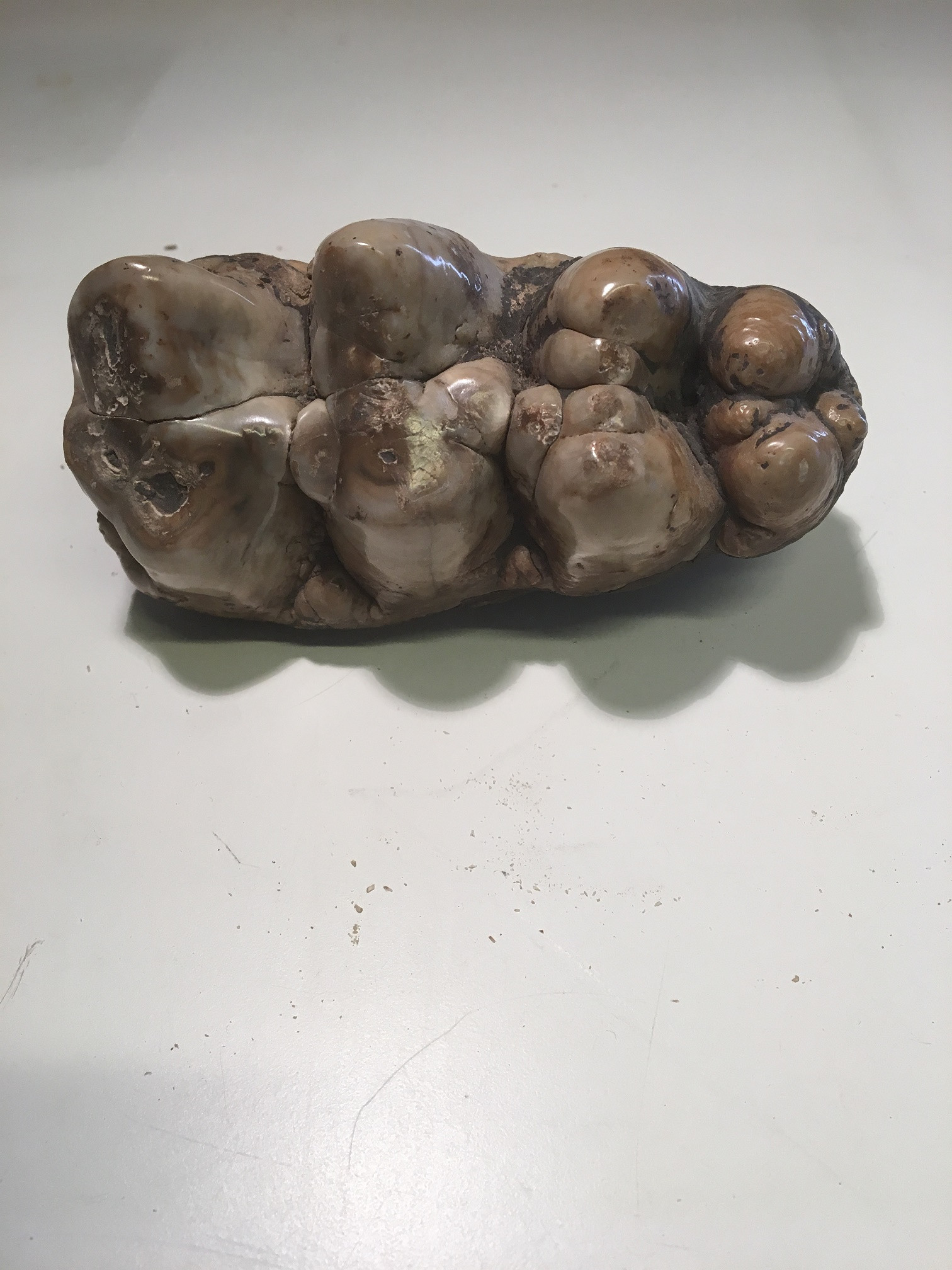 gomphotherium 350€.jpg