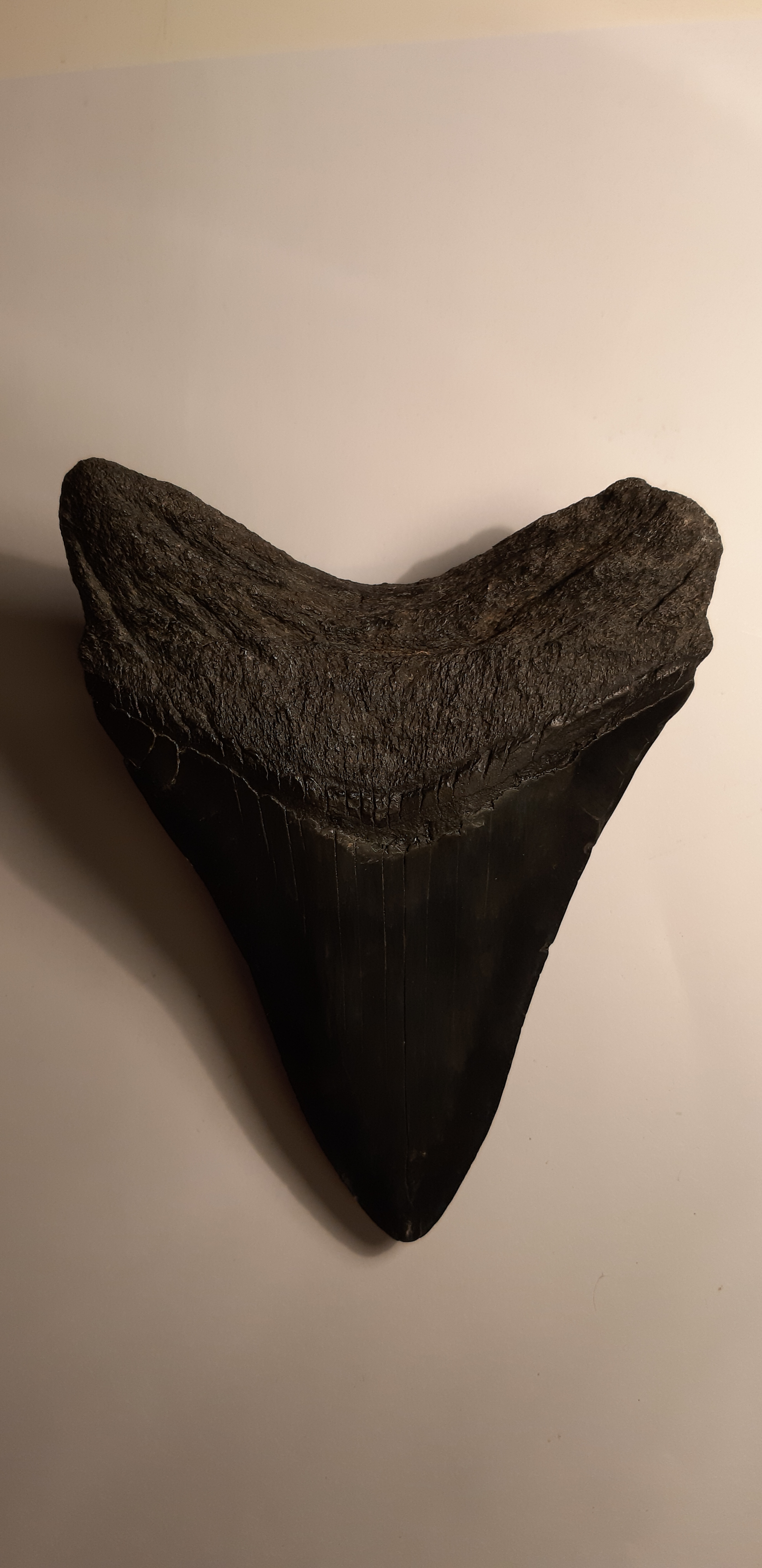 dent carcha Arnaud 14cm 2.jpg