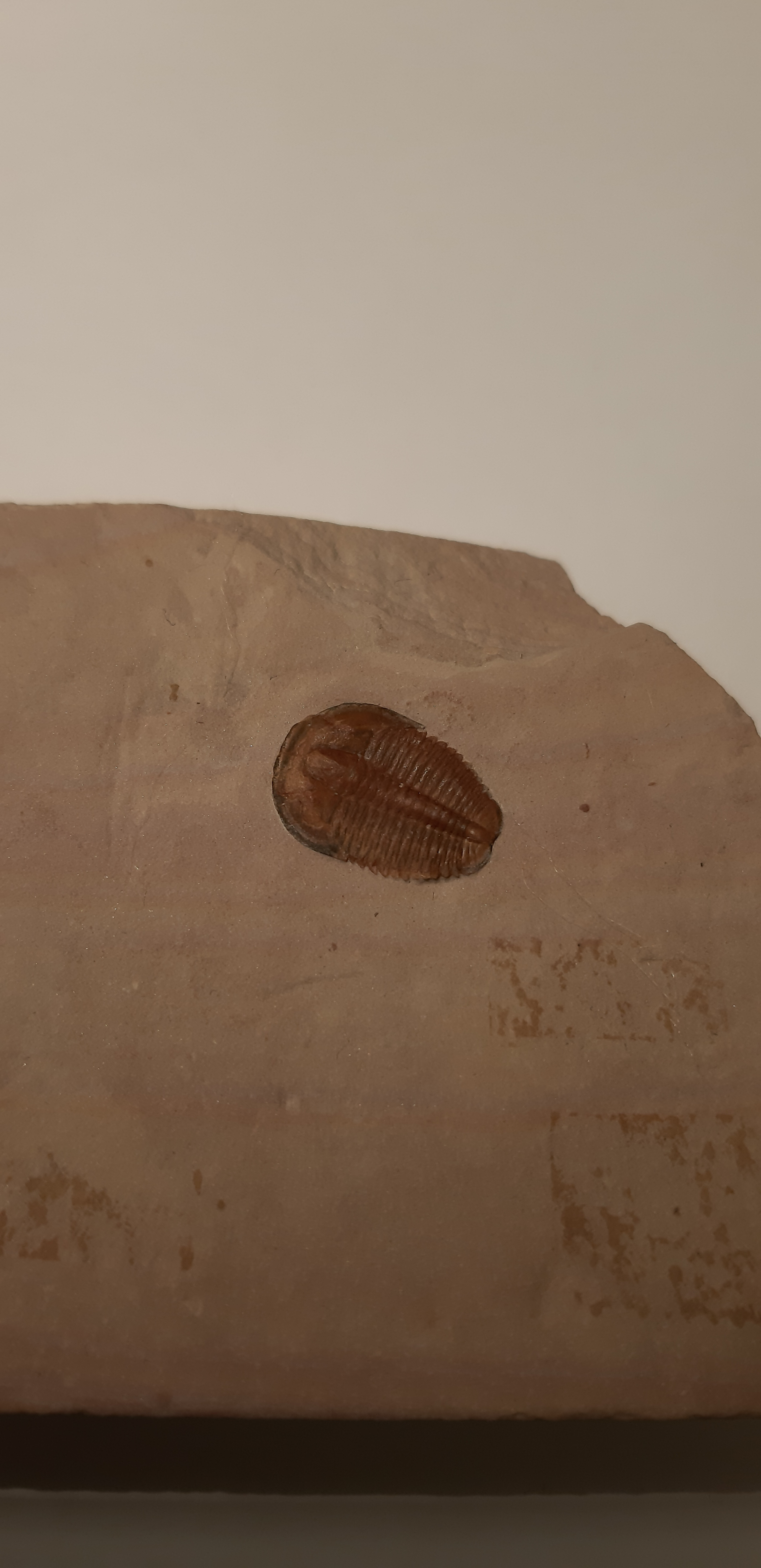 trilobite Elrathia kingi 2.jpg
