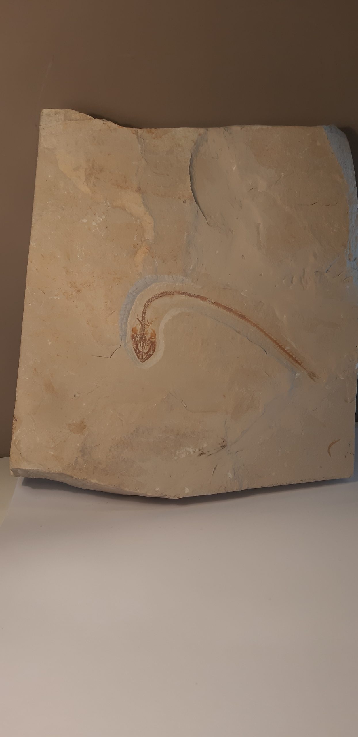 Hayenchelys germanus.jpg