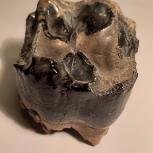 dents de deino 240 1.jpg