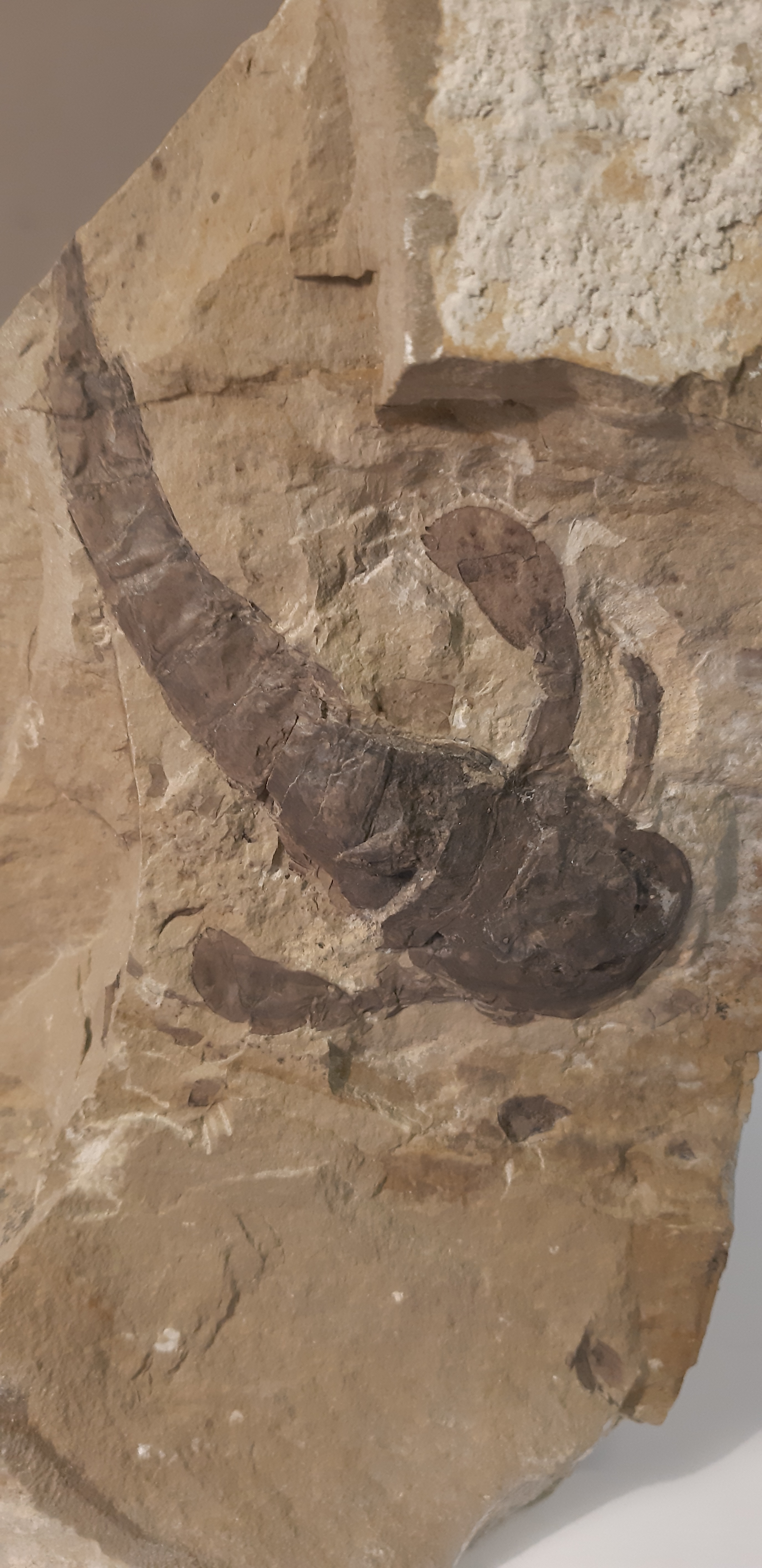 Eurypterus 420 2.jpg