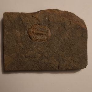 trilobite_Ductina_Ductifrons_60€.jpg