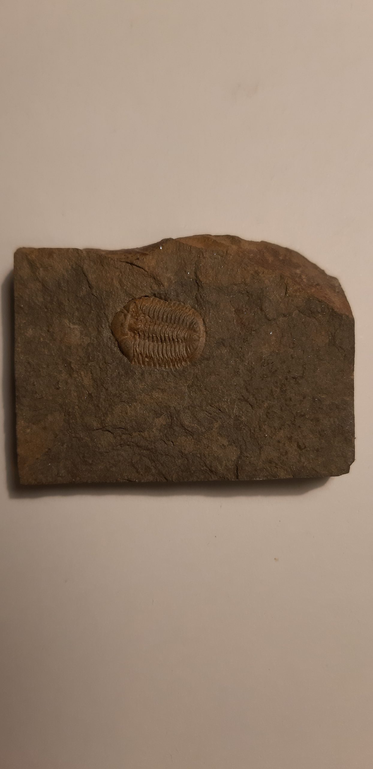 trilobite_Ductina_Ductifrons_60€.jpg