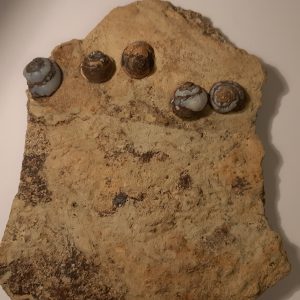 helix plaque de 5.jpg