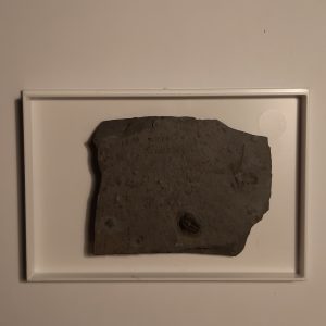 trilobite_Brachyaspidion_sulcatum_70€.jp