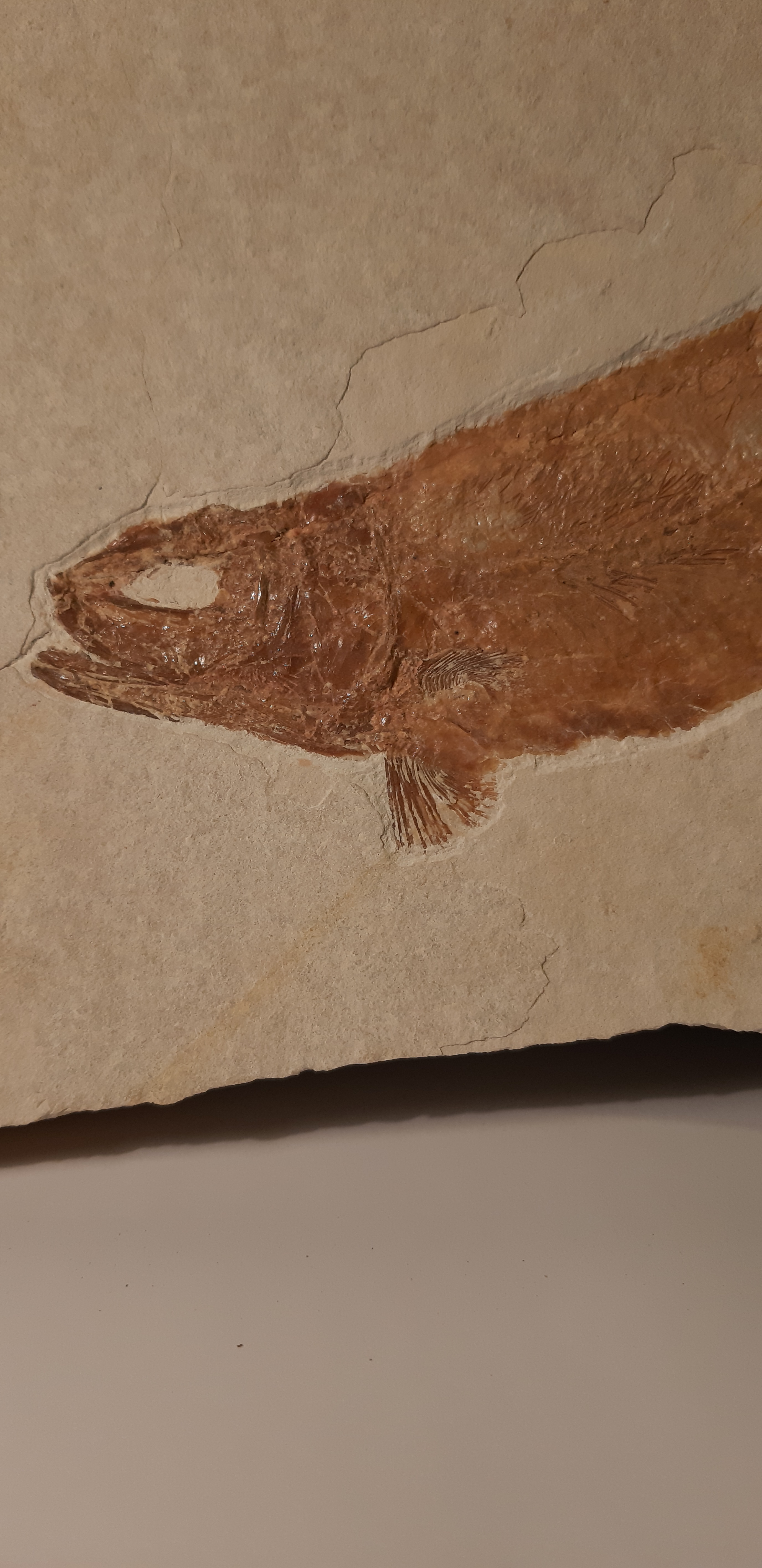 poisson Tharsis dubius solhnofen  2.jpg