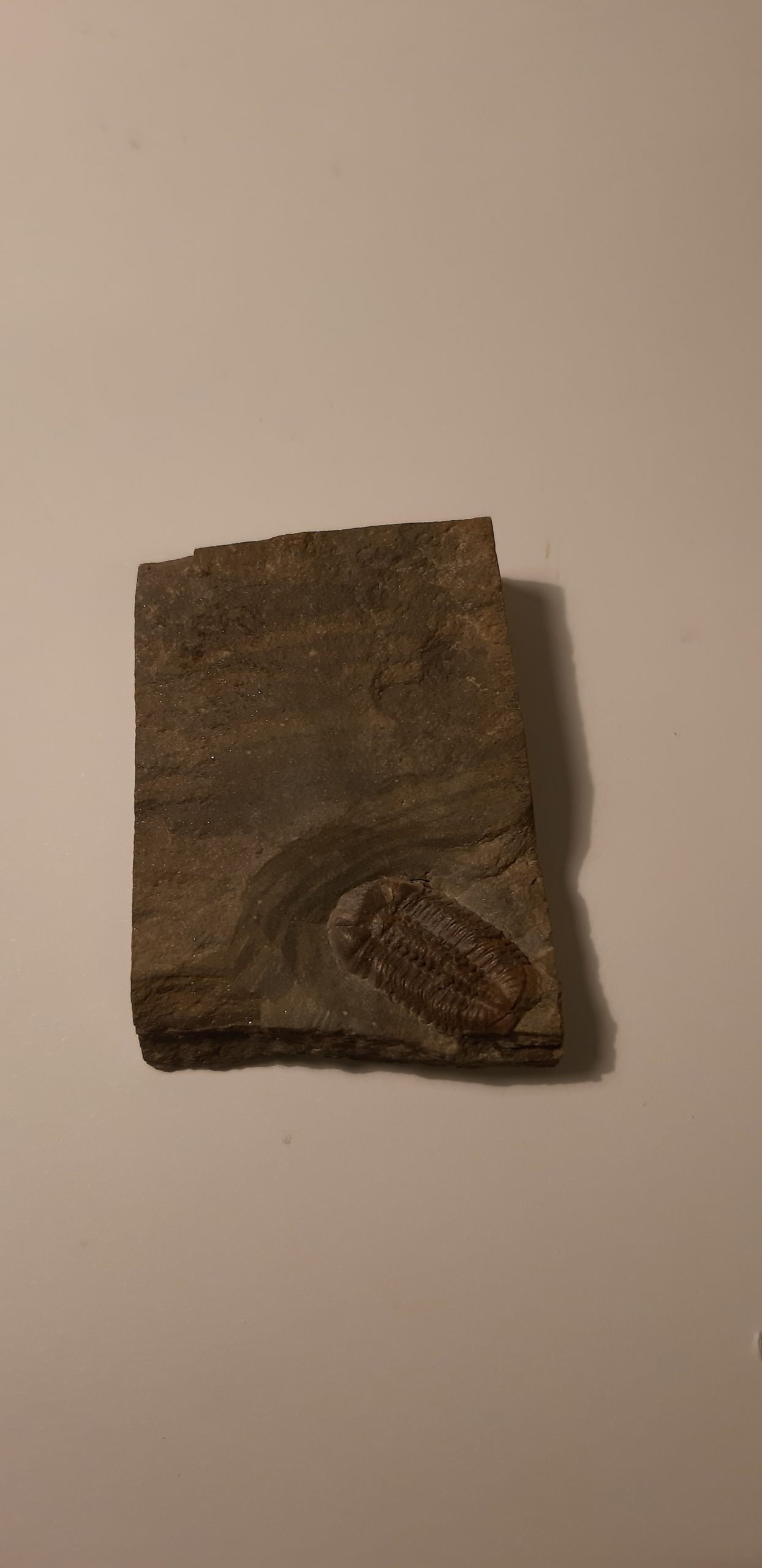 Trilobite Ductina ductifrons.jpg