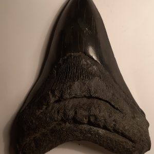 dent carcha Arnaud 14cm.jpg