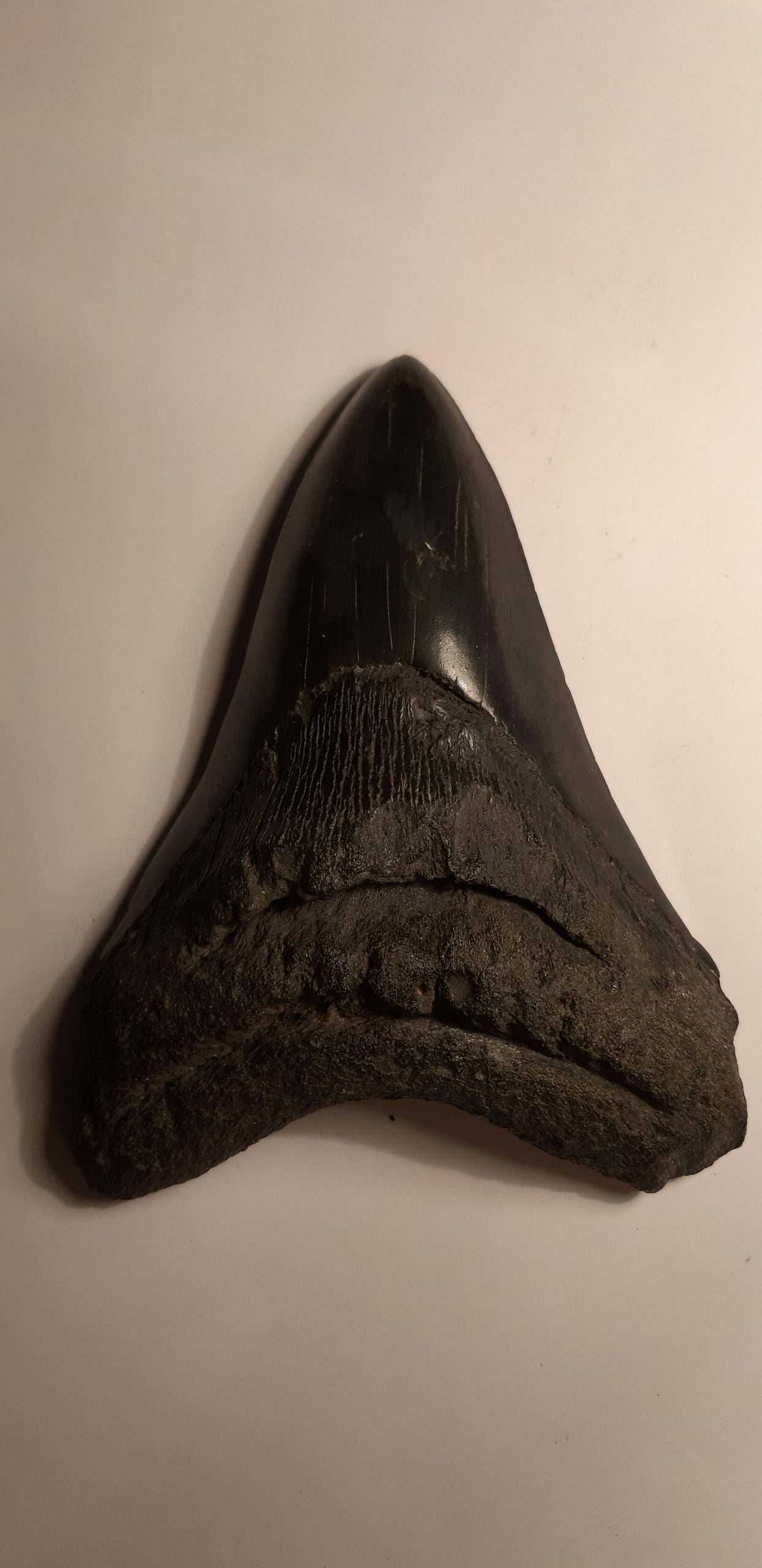 dent carcha Arnaud 14cm.jpg