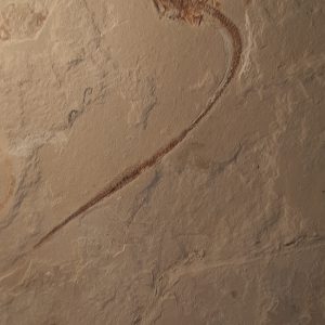 Hayenchelys germanus II.jpg