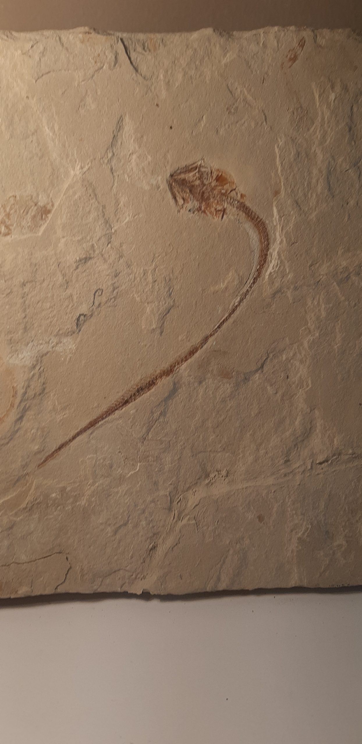 Hayenchelys germanus II.jpg