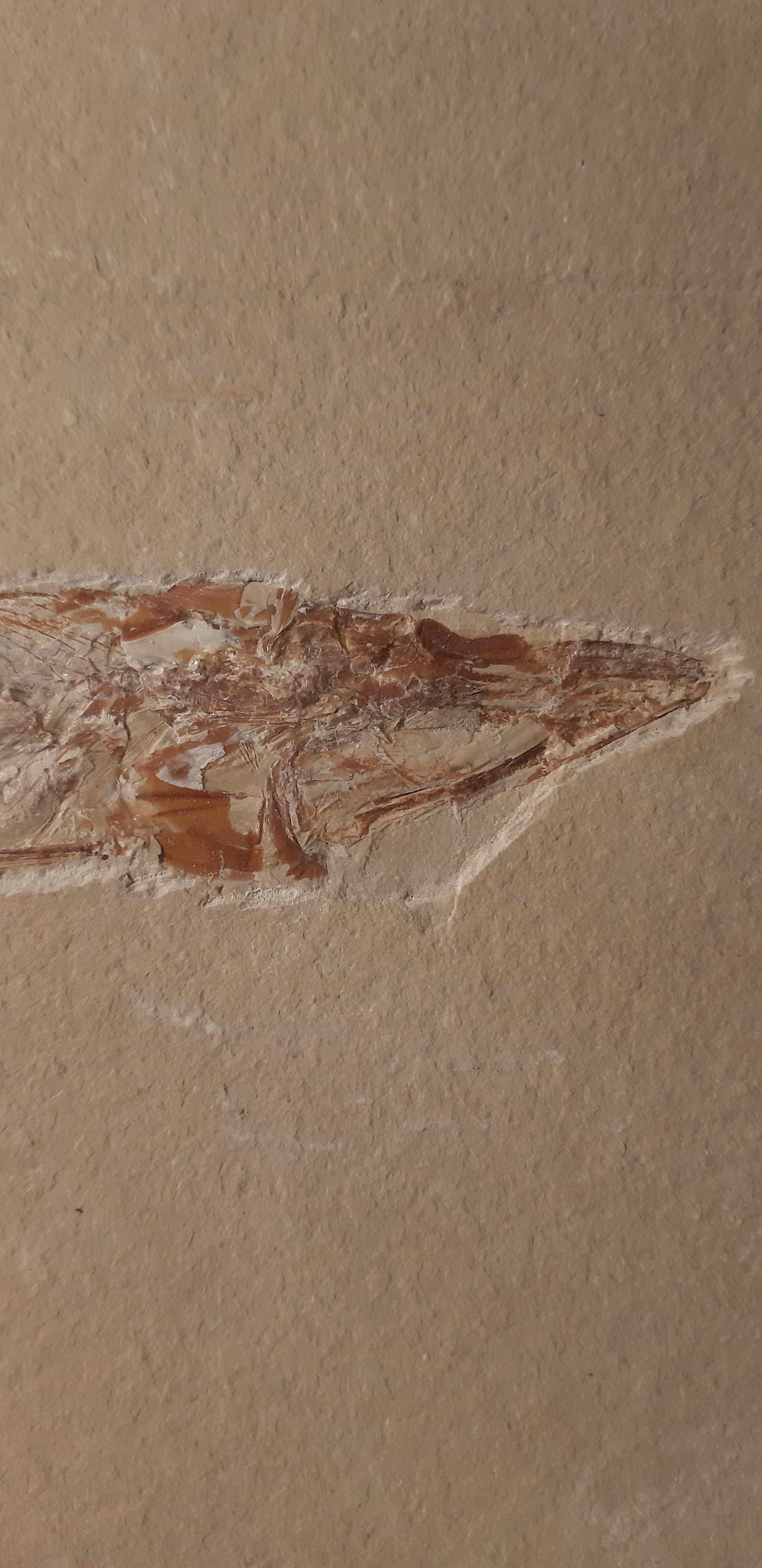 Prionolepis cataphractus 2.jpg