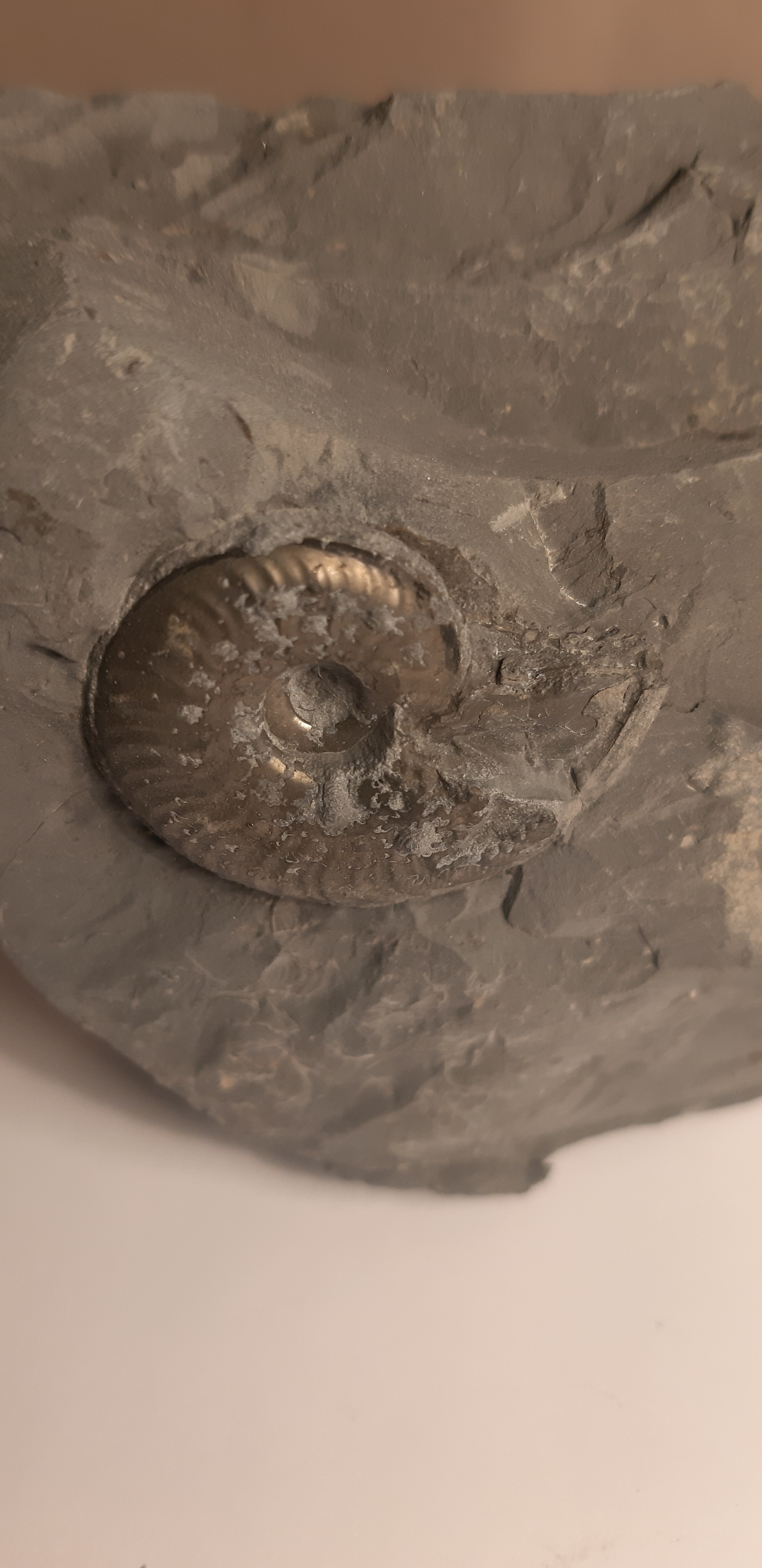 ammonite pyritisee no3  2.jpg