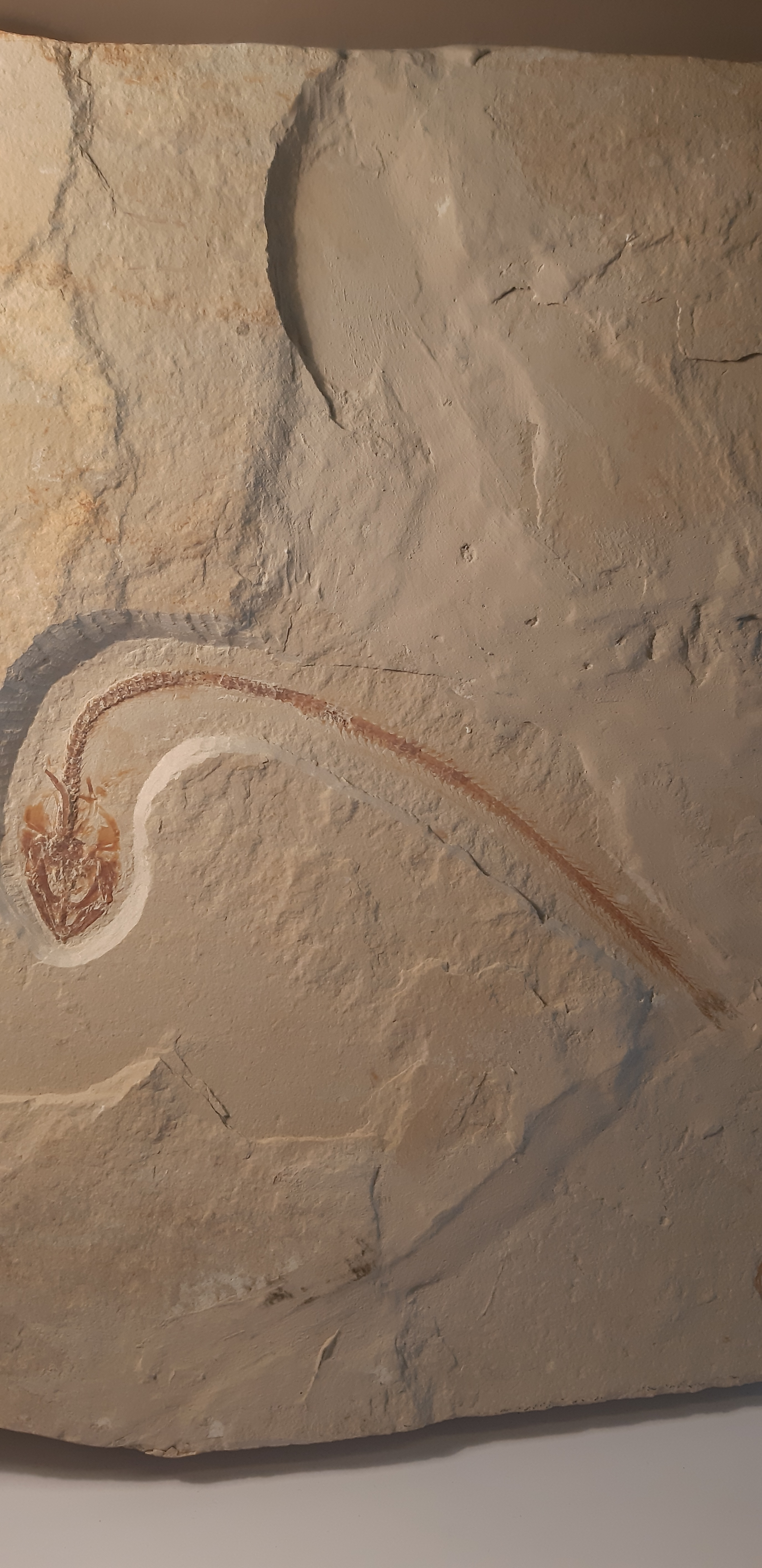 Hayenchelys germanus 3.jpg