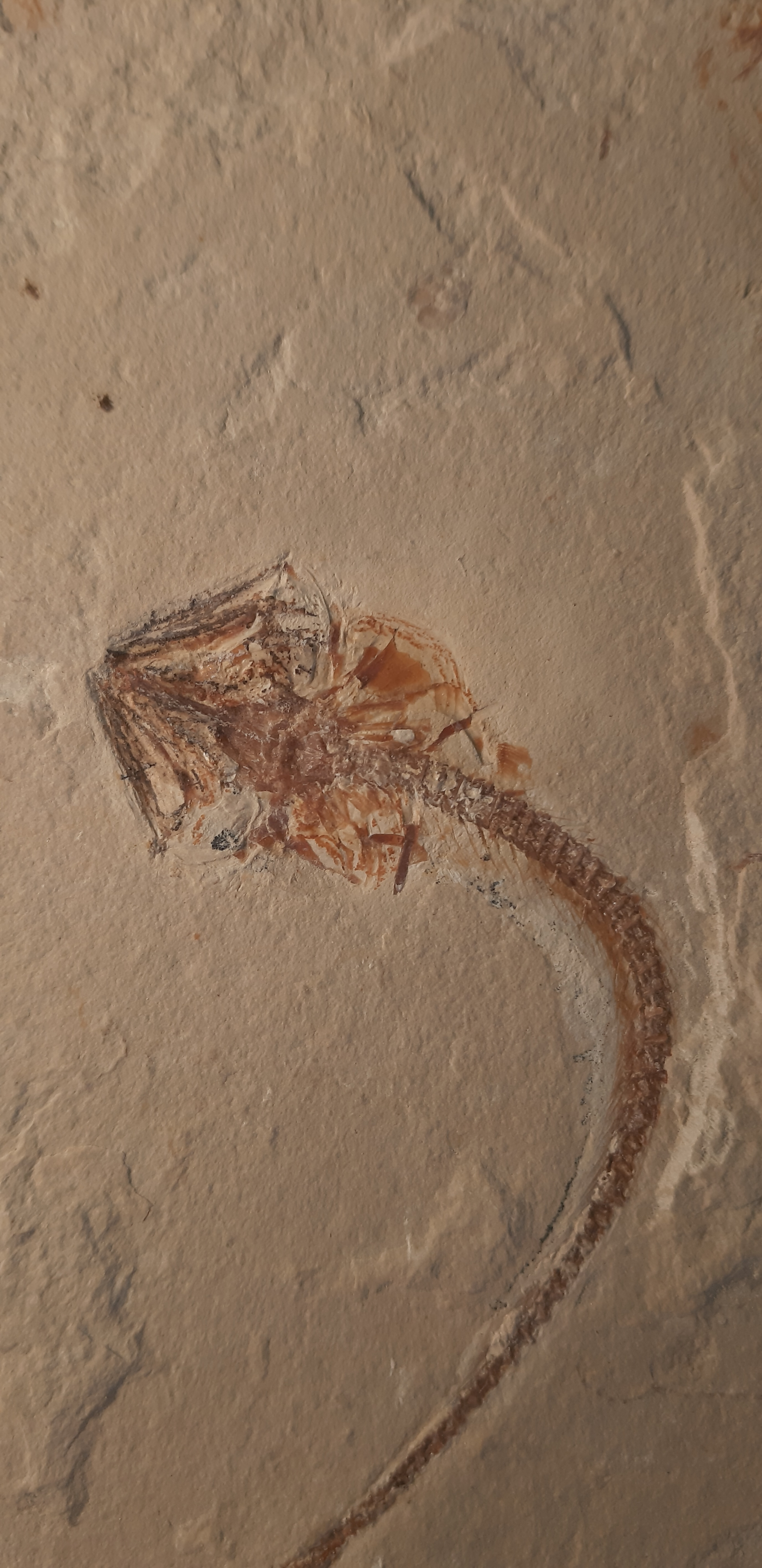 Hayenchelys germanus II  2.jpg