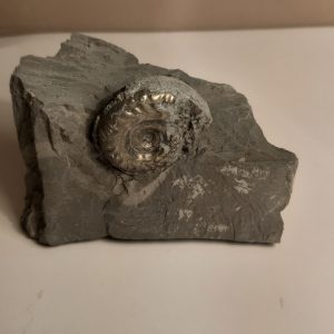 ammonite_pyritisée_no1_1.jpg