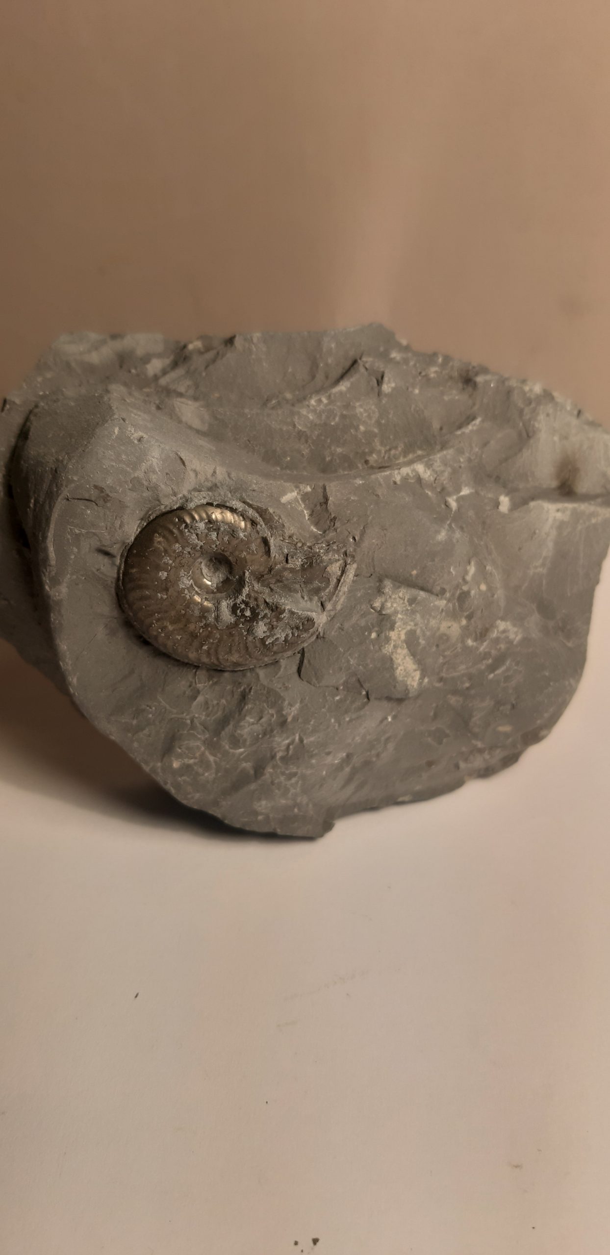 ammonite_pyritisée_no3.jpg