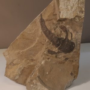 Eurypterus 420 1.jpg