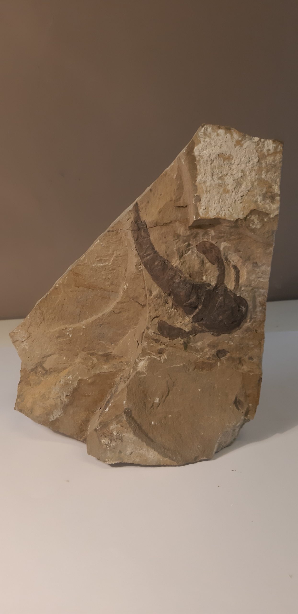 Eurypterus 420 1.jpg