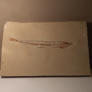 Prionolepis cataphractus.jpg