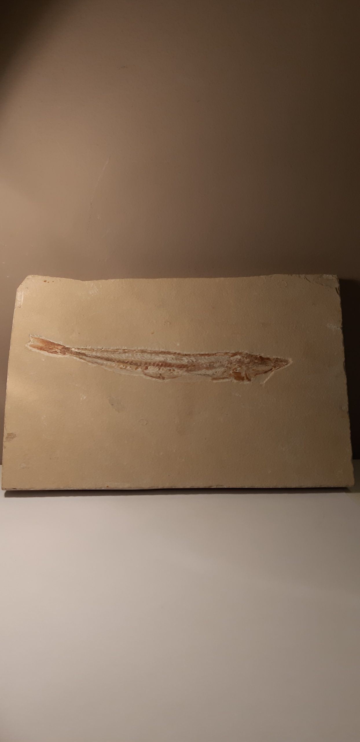 Prionolepis cataphractus.jpg