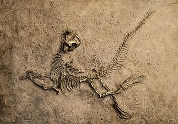 4be3dc_06a36e9089dc4107a68ea890a6675022_mv2