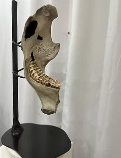 4be3dc_70443fe16ad749e99b4cf2e6a924074emv2